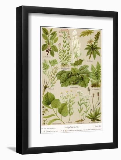 A Selection of 11 Healing Plants and Herbs Including Camomile and Rhubarb-null-Framed Photographic Print