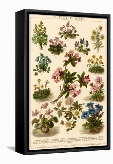 A Selection of Alpine Plants, Including Violets and Edelweiss-null-Framed Premier Image Canvas