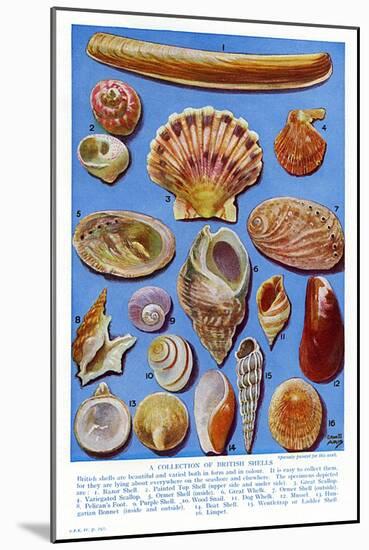 A Selection of British Shells-Ernest Aris-Mounted Art Print