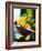 A Selection of Citrus Fruits in a Bowl-null-Framed Photographic Print