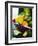 A Selection of Citrus Fruits in a Bowl-null-Framed Photographic Print