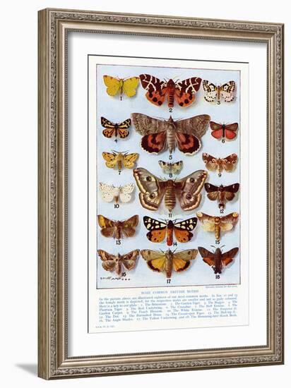 A Selection of Common British Moths-Ernest Aris-Framed Art Print