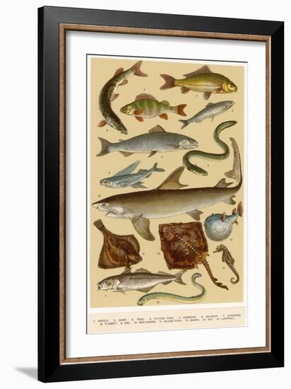 A Selection of Fish-null-Framed Art Print