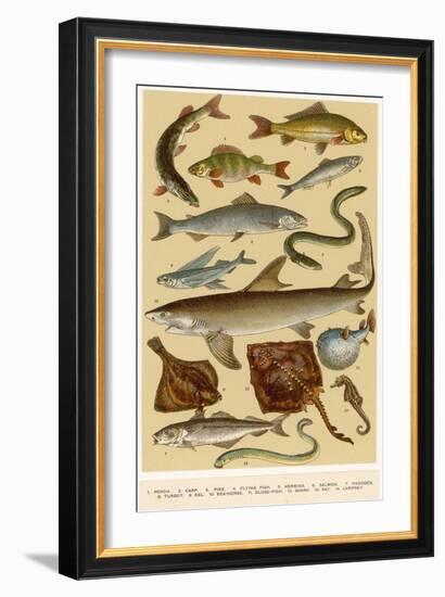 A Selection of Fish-null-Framed Art Print