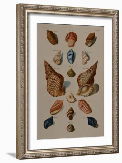 A Selection of Seashells, 1758-Henry Thomas Alken-Framed Giclee Print