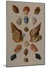 A Selection of Seashells, 1758-Henry Thomas Alken-Mounted Giclee Print