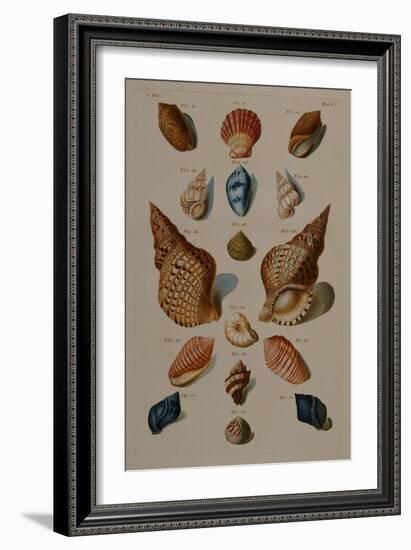 A Selection of Seashells, 1758-Henry Thomas Alken-Framed Giclee Print