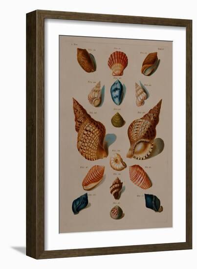 A selection of seashells. From 'Choix de Coquillages et de Crustaces'. 1758-Franz Michael Regenfus Regenfuss-Framed Giclee Print