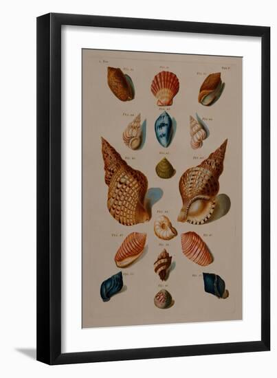 A selection of seashells. From 'Choix de Coquillages et de Crustaces'. 1758-Franz Michael Regenfus Regenfuss-Framed Giclee Print