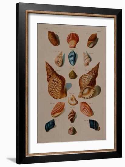 A selection of seashells. From 'Choix de Coquillages et de Crustaces'. 1758-Franz Michael Regenfus Regenfuss-Framed Giclee Print