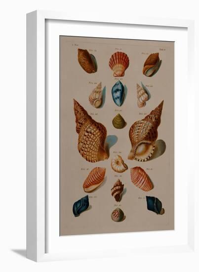 A selection of seashells. From 'Choix de Coquillages et de Crustaces'. 1758-Franz Michael Regenfus Regenfuss-Framed Giclee Print