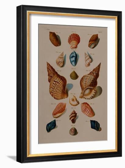 A selection of seashells. From 'Choix de Coquillages et de Crustaces'. 1758-Franz Michael Regenfus Regenfuss-Framed Giclee Print