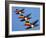 A Set of Three Carltonware Graduated Guinness Advertising Toucan Wall Hangings-null-Framed Giclee Print