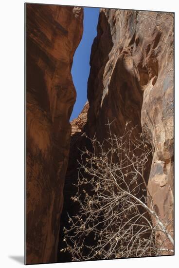 A Shaded Spot-Andrew Geiger-Mounted Giclee Print