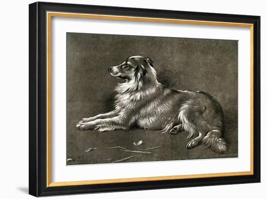 A Sheep Dog, 1901-Walter Hunt-Framed Giclee Print