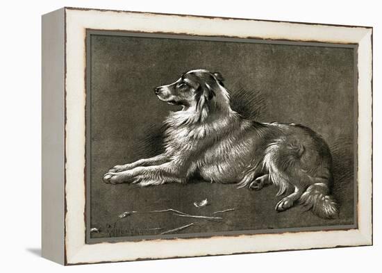 A Sheep Dog, 1901-Walter Hunt-Framed Premier Image Canvas