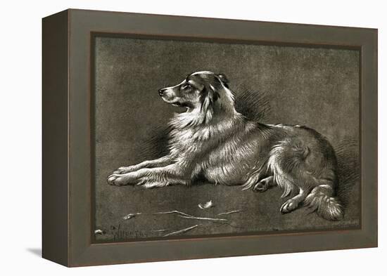 A Sheep Dog, 1901-Walter Hunt-Framed Premier Image Canvas