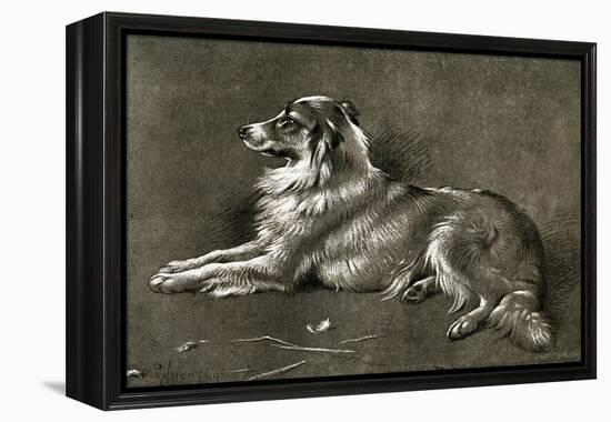 A Sheep Dog, 1901-Walter Hunt-Framed Premier Image Canvas