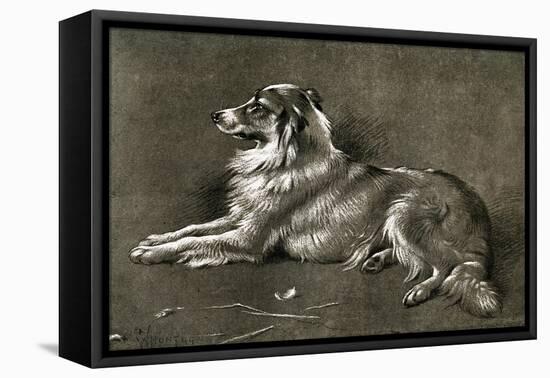 A Sheep Dog, 1901-Walter Hunt-Framed Premier Image Canvas