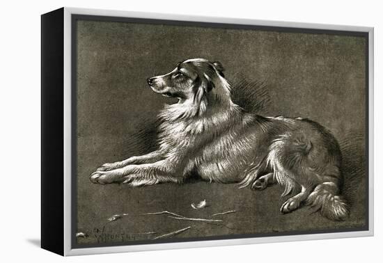 A Sheep Dog, 1901-Walter Hunt-Framed Premier Image Canvas
