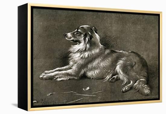 A Sheep Dog, 1901-Walter Hunt-Framed Premier Image Canvas