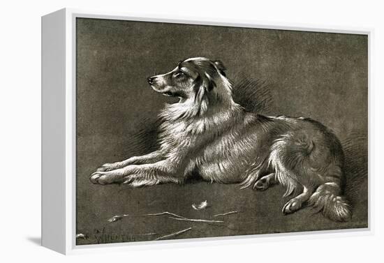 A Sheep Dog, 1901-Walter Hunt-Framed Premier Image Canvas