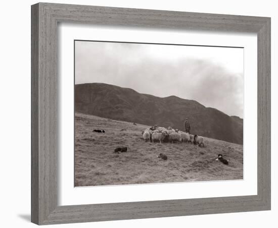 A Shepherd with His Border Collie Sheep Dogs Checks His Flock Somewhere on the Cumbrian Hills, 1935-null-Framed Photographic Print