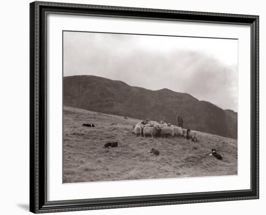 A Shepherd with His Border Collie Sheep Dogs Checks His Flock Somewhere on the Cumbrian Hills, 1935-null-Framed Photographic Print