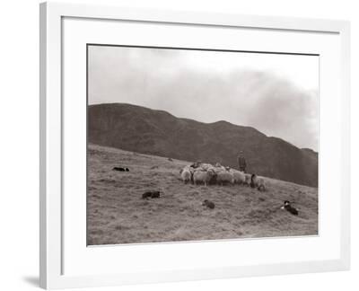 flock checks cumbrian shepherd