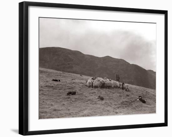 A Shepherd with His Border Collie Sheep Dogs Checks His Flock Somewhere on the Cumbrian Hills, 1935--Framed Photographic Print