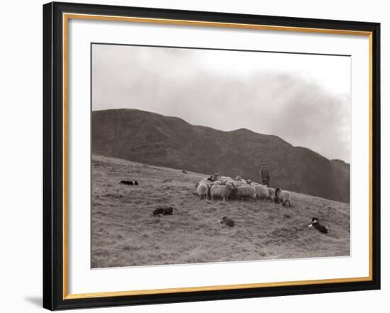 A Shepherd with His Border Collie Sheep Dogs Checks His Flock Somewhere on the Cumbrian Hills, 1935--Framed Photographic Print