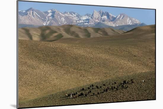 A shepherd with his sheep and goats in Bamiyan Province, Afghanistan, Asia-Alex Treadway-Mounted Photographic Print