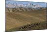 A shepherd with his sheep and goats in Bamiyan Province, Afghanistan, Asia-Alex Treadway-Mounted Photographic Print