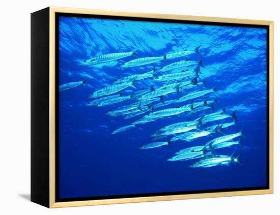 A Shoal of Black-Tail Barracudas (Sphyraena Qenie)-Andrea Ferrari-Framed Premier Image Canvas