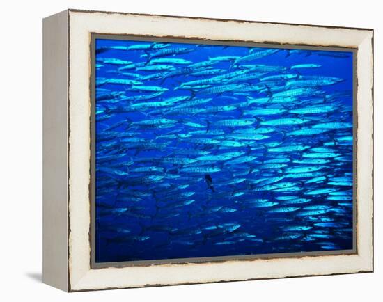 A Shoal of Black-Tail Barracudas (Sphyraena Qenie)-Andrea Ferrari-Framed Premier Image Canvas