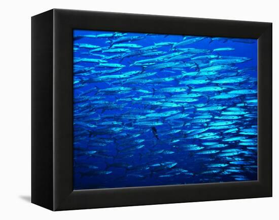 A Shoal of Black-Tail Barracudas (Sphyraena Qenie)-Andrea Ferrari-Framed Premier Image Canvas