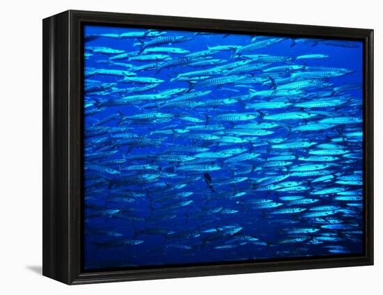 A Shoal of Black-Tail Barracudas (Sphyraena Qenie)-Andrea Ferrari-Framed Premier Image Canvas