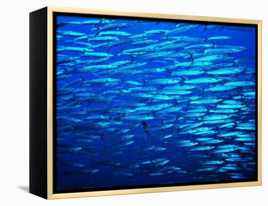 A Shoal of Black-Tail Barracudas (Sphyraena Qenie)-Andrea Ferrari-Framed Premier Image Canvas