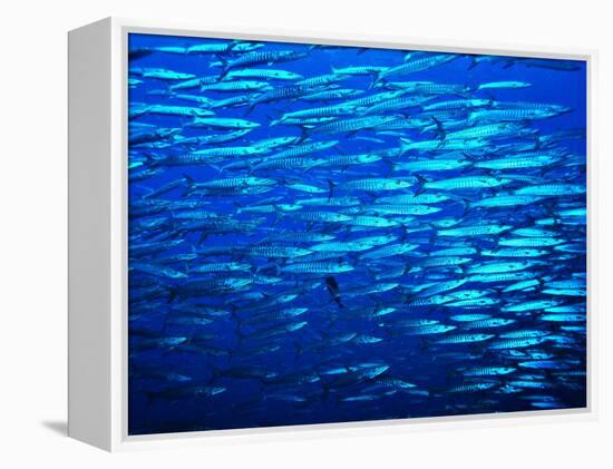 A Shoal of Black-Tail Barracudas (Sphyraena Qenie)-Andrea Ferrari-Framed Premier Image Canvas