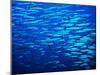 A Shoal of Black-Tail Barracudas (Sphyraena Qenie)-Andrea Ferrari-Mounted Photographic Print