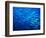 A Shoal of Black-Tail Barracudas (Sphyraena Qenie)-Andrea Ferrari-Framed Photographic Print