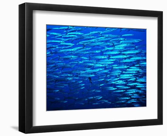 A Shoal of Black-Tail Barracudas (Sphyraena Qenie)-Andrea Ferrari-Framed Photographic Print