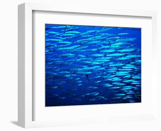 A Shoal of Black-Tail Barracudas (Sphyraena Qenie)-Andrea Ferrari-Framed Photographic Print