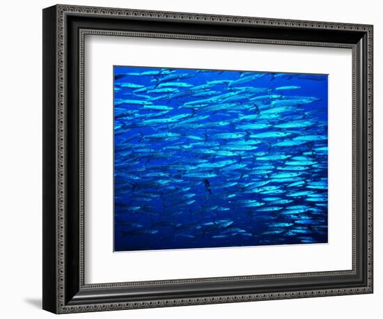 A Shoal of Black-Tail Barracudas (Sphyraena Qenie)-Andrea Ferrari-Framed Photographic Print