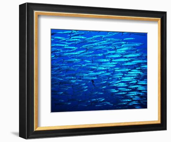 A Shoal of Black-Tail Barracudas (Sphyraena Qenie)-Andrea Ferrari-Framed Photographic Print