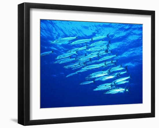 A Shoal of Black-Tail Barracudas (Sphyraena Qenie)-Andrea Ferrari-Framed Photographic Print