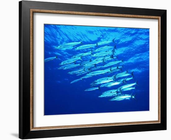 A Shoal of Black-Tail Barracudas (Sphyraena Qenie)-Andrea Ferrari-Framed Photographic Print