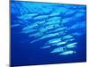 A Shoal of Black-Tail Barracudas (Sphyraena Qenie)-Andrea Ferrari-Mounted Photographic Print