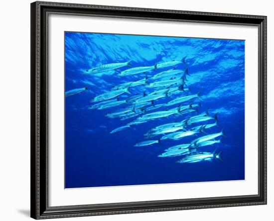 A Shoal of Black-Tail Barracudas (Sphyraena Qenie)-Andrea Ferrari-Framed Photographic Print