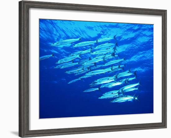 A Shoal of Black-Tail Barracudas (Sphyraena Qenie)-Andrea Ferrari-Framed Photographic Print